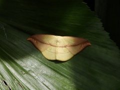 Tridrepana argentistriga