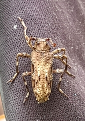 Oreodera bituberculata