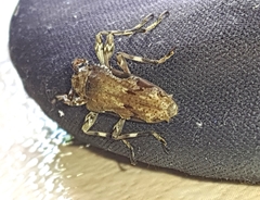 Oreodera bituberculata