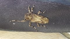 Oreodera bituberculata