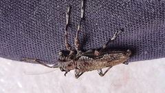 Oreodera bituberculata