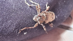 Oreodera bituberculata