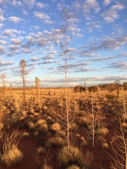 Codonocarpus cotinifolius