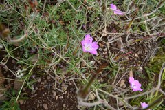 Geranium drakensbergensis