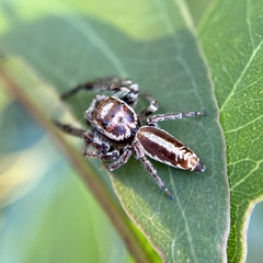 Opisthoncus abnormis