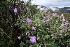 Geranium drakensbergensis