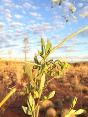 Codonocarpus cotinifolius
