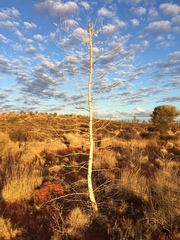 Codonocarpus cotinifolius