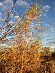 Codonocarpus cotinifolius