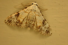 Araeopteron epiphracta