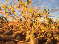 Codonocarpus cotinifolius