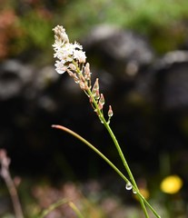 Trachyandra smalliana