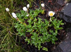 Helichrysum albo-brunneum