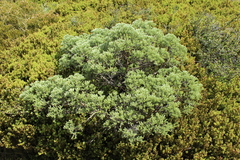 Brachyglottis cassinioides