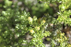 Brachyglottis cassinioides