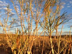 Gyrostemon ramulosus