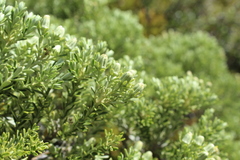 Brachyglottis cassinioides