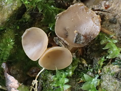Ciborinia camelliae
