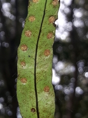Microsorum novae-zealandiae