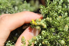 Brachyglottis cassinioides