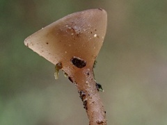 Ciborinia camelliae