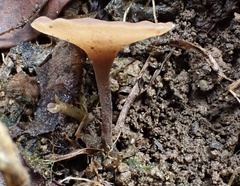 Ciborinia camelliae