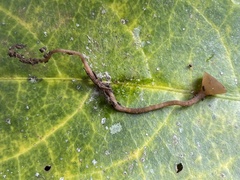 Ciborinia camelliae