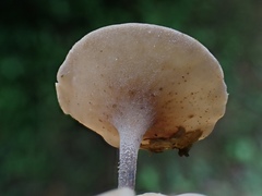 Ciborinia camelliae