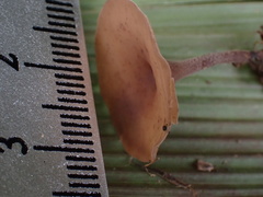 Ciborinia camelliae