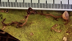 Ciborinia camelliae