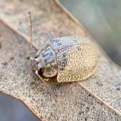 Paropsis omphale