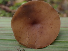 Ciborinia camelliae