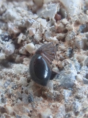 Euryopis episinoides