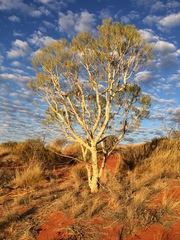Gyrostemon ramulosus