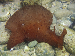 Aplysia extraordinaria