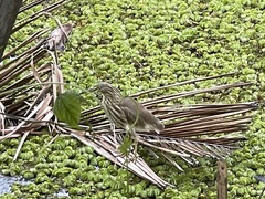 Ardeola grayii