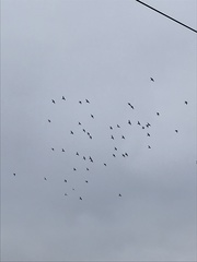 Columba livia domestica