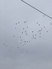 Columba livia domestica