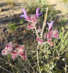 Salvia albicaulis