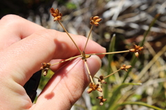 Anisotome aromatica aromatica