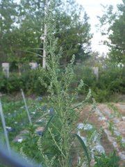 Artemisia selengensis