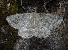 Gnophos obfuscata