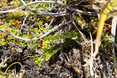 Anisotome aromatica aromatica