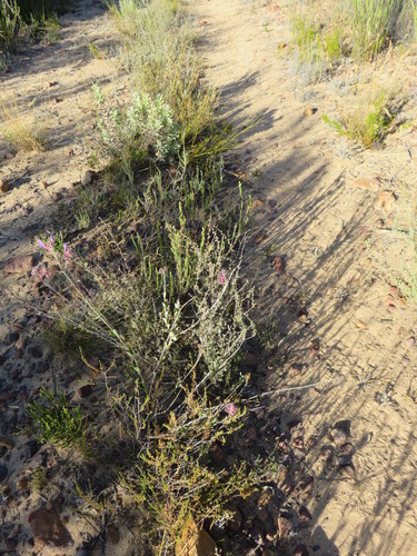 Image of Salvia albicaulis by (c) Tony Rebelo, some rights reserved (CC BY-SA)