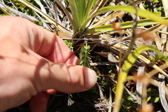 Anisotome aromatica aromatica