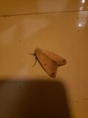Ophiusa disjungens