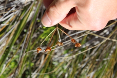 Anisotome aromatica aromatica