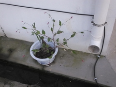 Septoria polygonorum