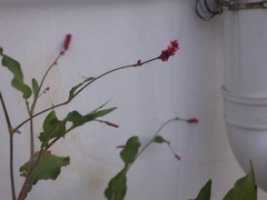 Septoria polygonorum