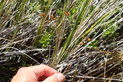 Anisotome aromatica aromatica